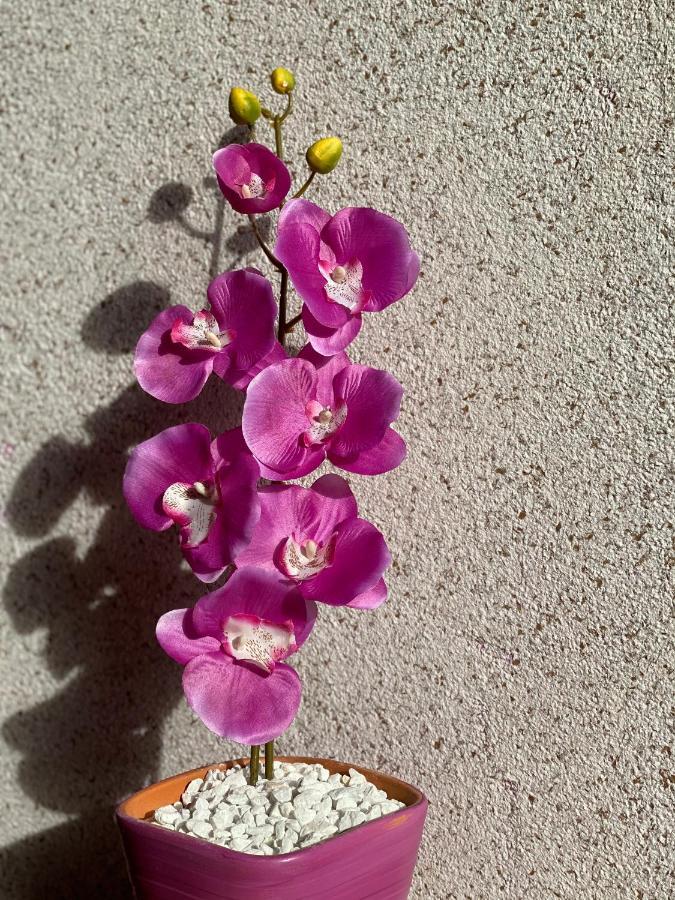 Apartment Orchid 021 Újvidék Kültér fotó